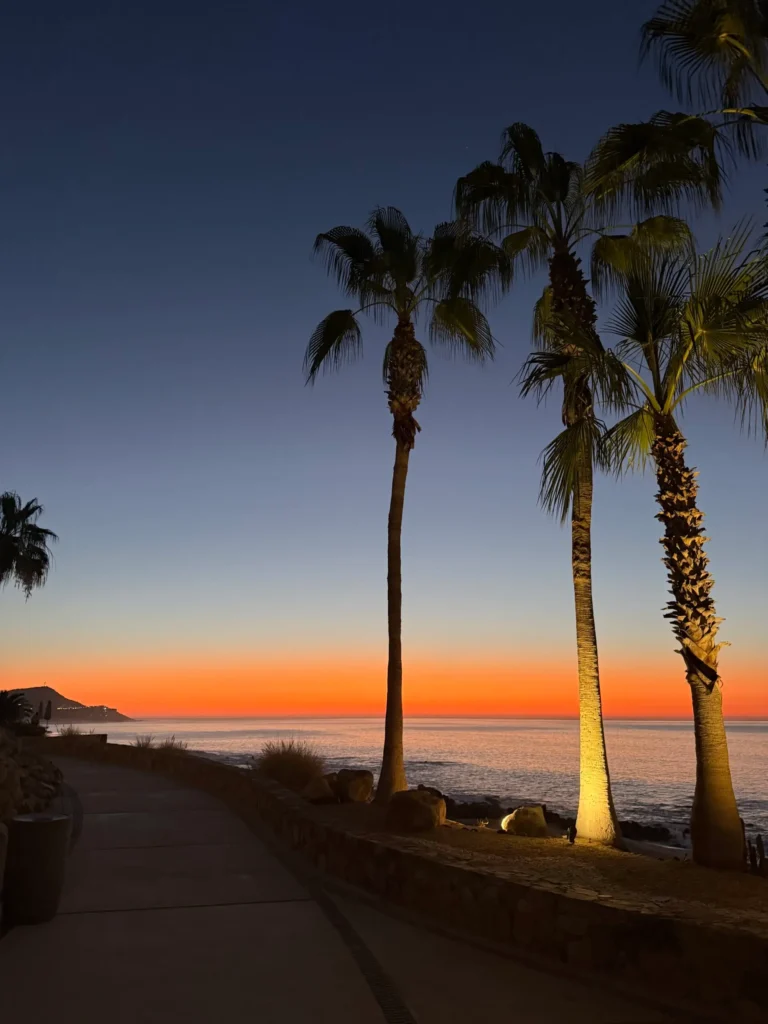Palm trees lining a coastal path in Cabo San Lucas at dusk, silhouetted against a vivid orange and blue sunset over the ocean, with soft lighting illuminating the trunks and calm water stretching to the horizon