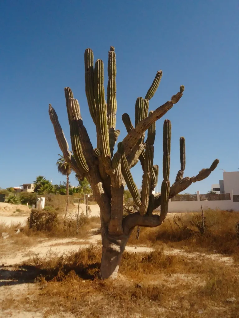 Tall multi-armed cactus standing in a sunlit desert landscape in Cabo San Lucas, with dry earth, sparse vegetation, and modern homes in the distance under a clear blue spring sky
