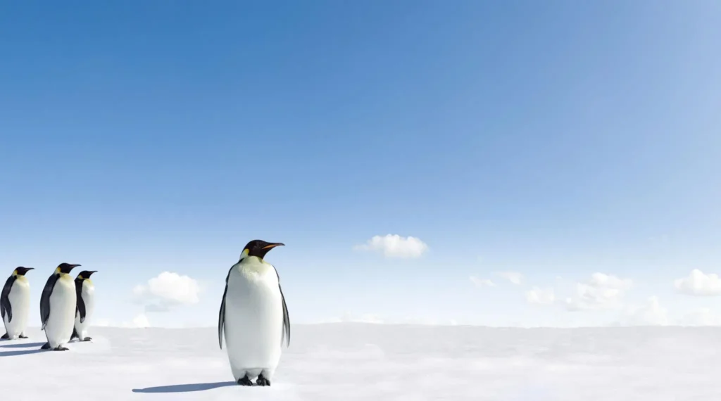Emperor Penguins at the Edge: Ice Loss and Slow Marginalization