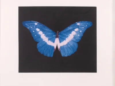 Blue butterfly artwork with luminous white wing markings displayed against a deep black background, surrounded by a white border with edition numbering and an artist signature along the bottom edge
