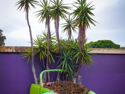 Bright lime-green vintage Volkswagen Beetle shell repurposed as a planter, overflowing with red and green foliage beneath tall palm-like trees against a vivid purple wall on an overcast day