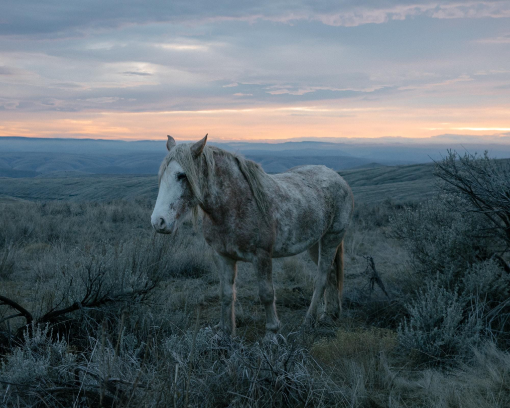 A pale dappled horse stands alone on a windswept hillside at dusk, surrounded by sagebrush and rolling mountain ridges beneath a dramatic pastel-colored sky