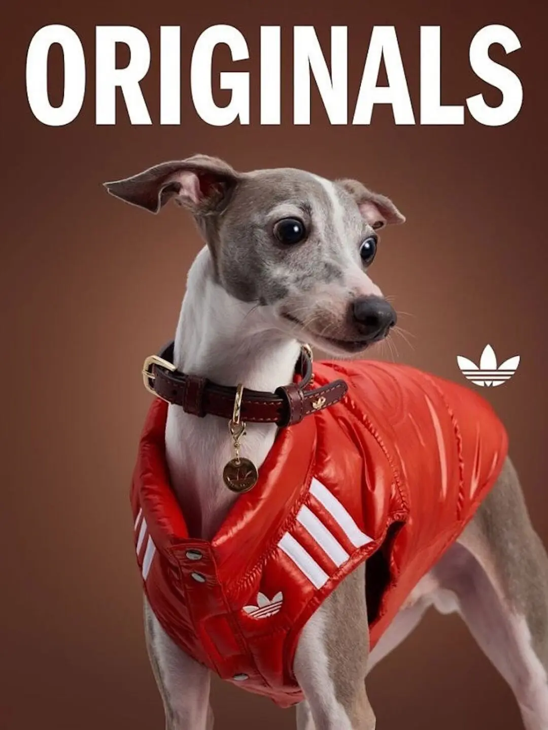 Italian Greyhound wearing a red adidas Originals puffer vest