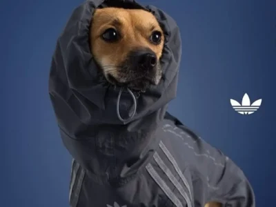 Small tan dog wearing a dark gray adidas Originals hooded tracksuit with reflective three-stripe detailing, posed against a navy blue studio background beneath bold "ORIGINALS" brand