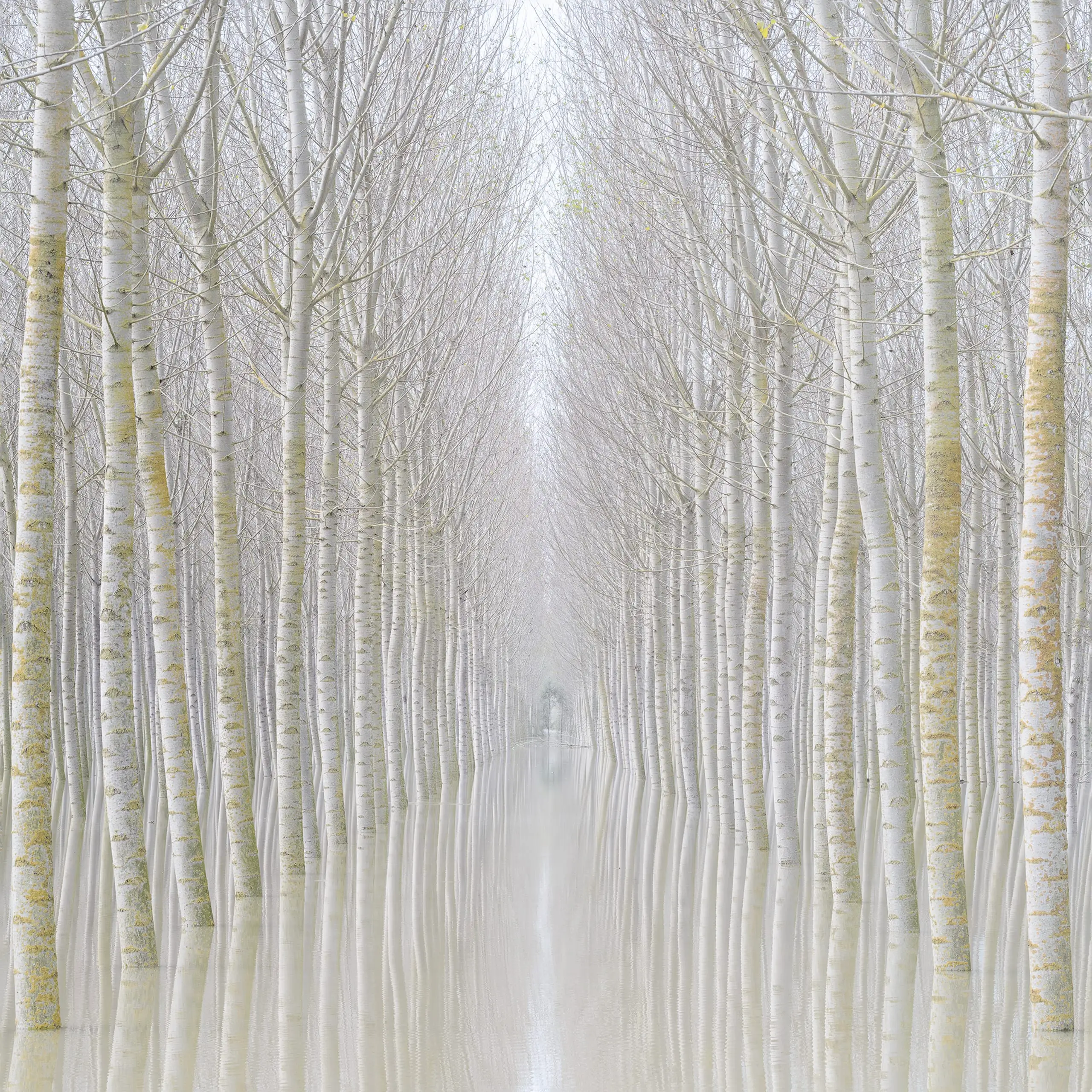 Flooded grove of tall white poplar trees stretching into the distance, with perfectly aligned trunks reflected in still water beneath a soft, misty sky.