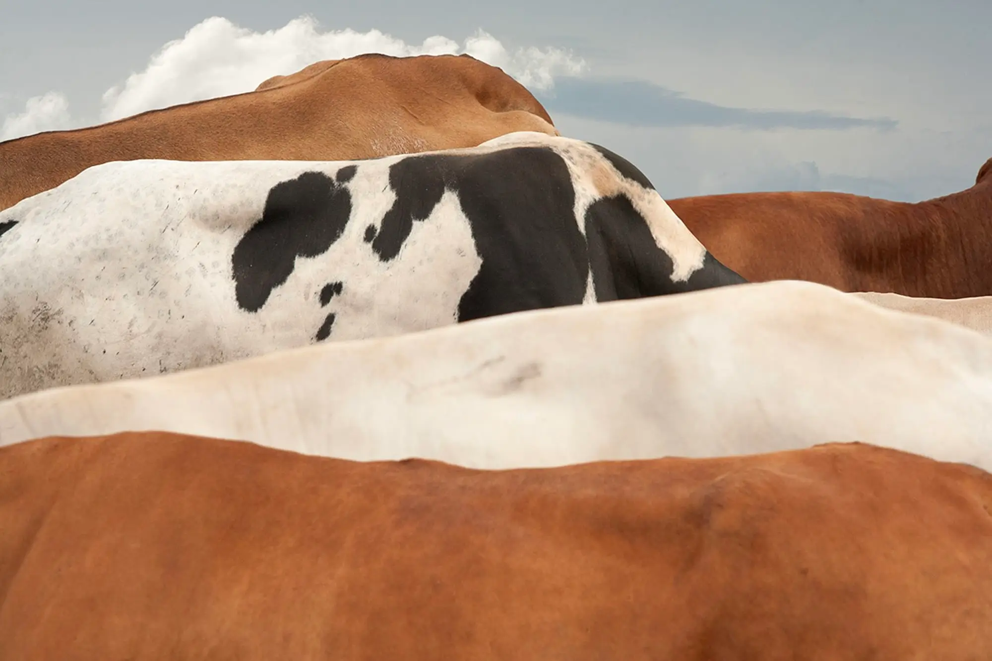 Close-up view of a herd of brown, white, and black cattle standing closely together, creating an abstract pattern of contrasting hides beneath a cloudy sky.