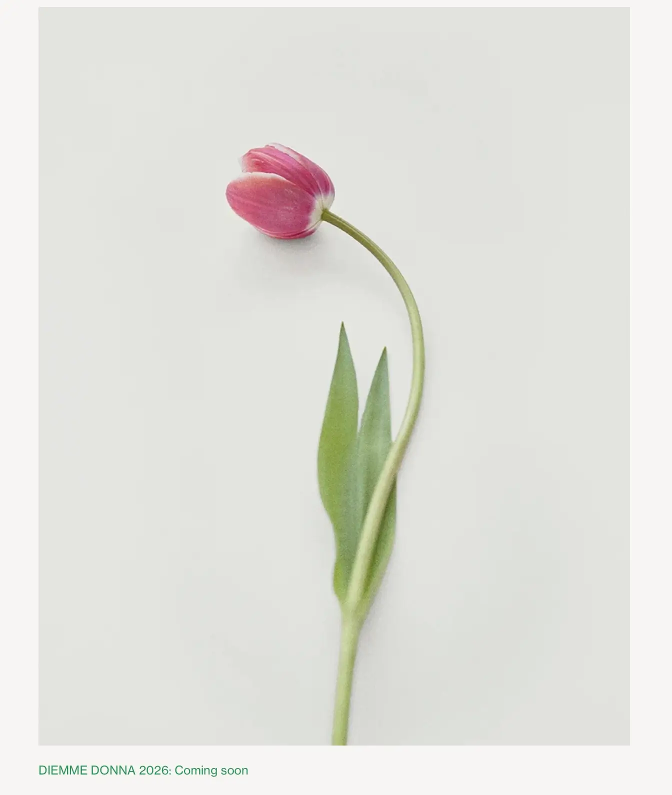 Pink tulip with a long curved stem and green leaves against a pale background