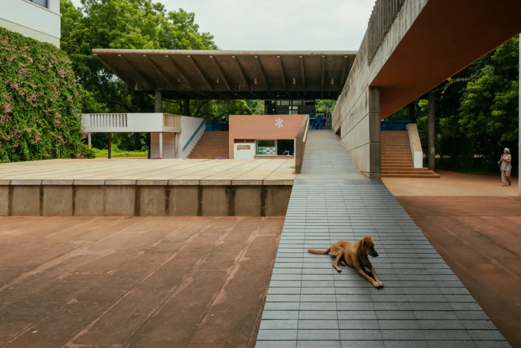 Brown dog lying on a gray tiled ramp in a concrete courtyard surrounded by trees and modernist buildings